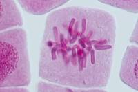 Mitose racine d'Ail METAPHASE x640